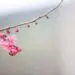粉紅色的梅花-umshare聯合分享網